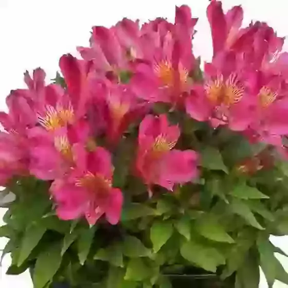  Alstroemeria Inca Goal Peruvian Lily